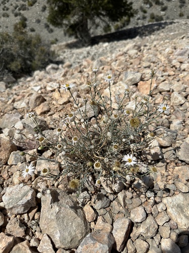 Image of Erigeron parishii by (c) Matt Berger, some rights reserved (CC BY)