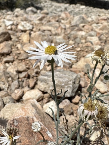 Image of Erigeron parishii by (c) Matt Berger, some rights reserved (CC BY)