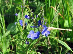 Veronica krylovii