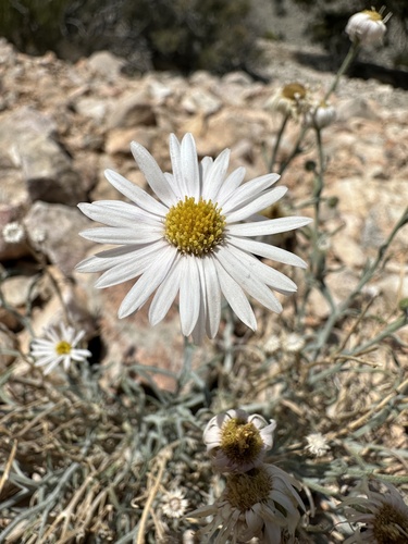 Image of Erigeron parishii by (c) Matt Berger, some rights reserved (CC BY)