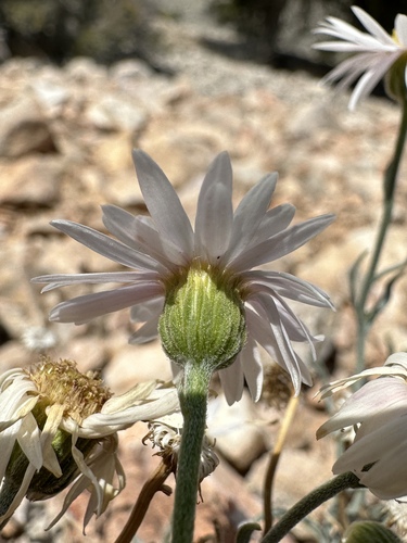 Image of Erigeron parishii by (c) Matt Berger, some rights reserved (CC BY)