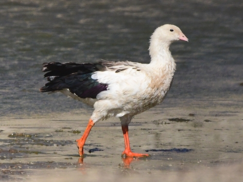 Andean Goose