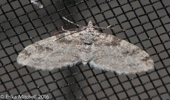 Lobophora nivigerata