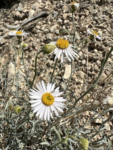 Image of Erigeron parishii by (c) Matt Berger, some rights reserved (CC BY)