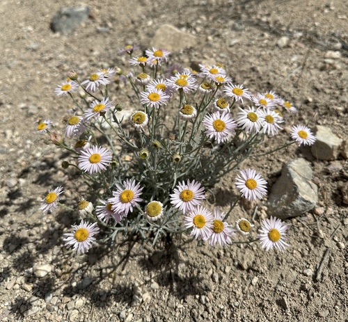 Parish's Daisy (Erigeron parishii)