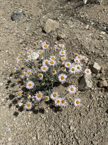 Image of Erigeron parishii by (c) Matt Berger, some rights reserved (CC BY)