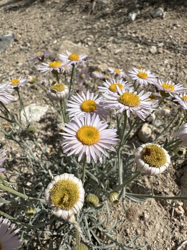 Image of Erigeron parishii by (c) Matt Berger, some rights reserved (CC BY)
