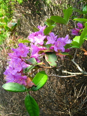 Rhododendron smokianum