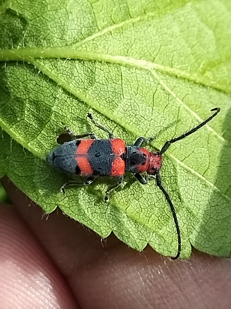 Tetraopes crinitus