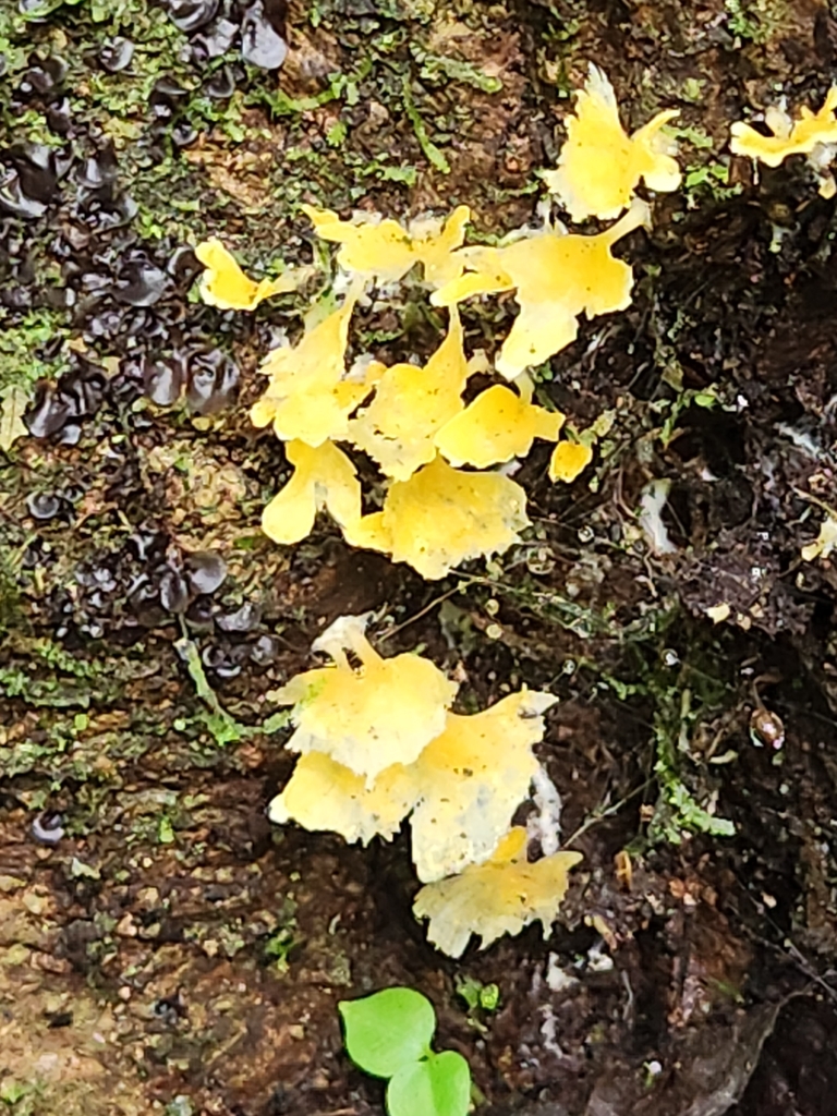 Cotylidia aurantiaca · September 2023 · photo: © bacchusrock (iNaturalist, cc0)