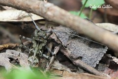 Macropophora accentifer