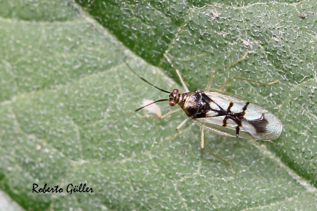 Hyaliodocoris