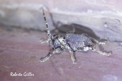 Aerenea brunnea
