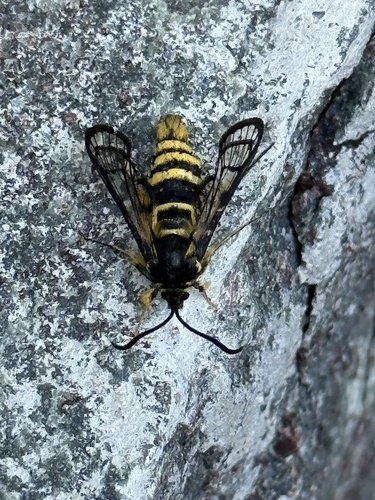 Sequoia Pitch Moth