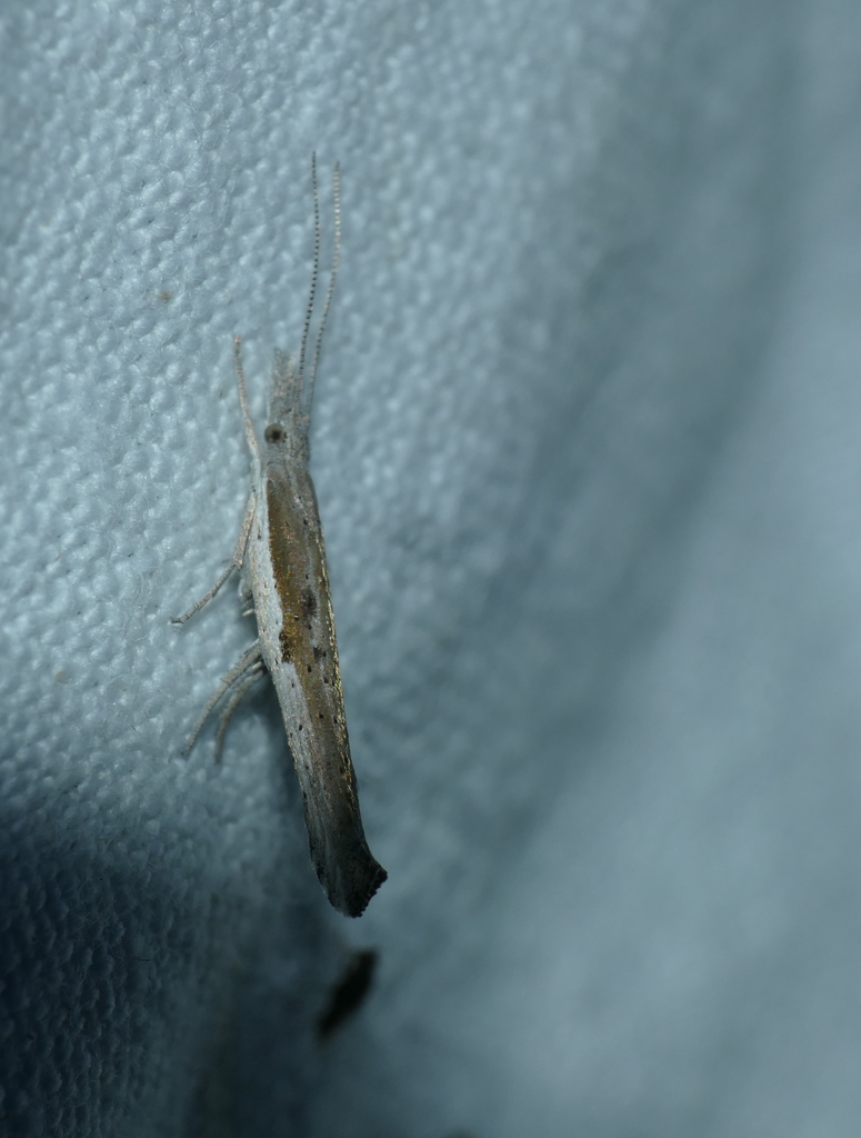 Ypsolopha divisella