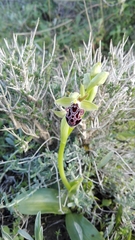 Ophrys kotschyi