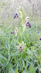 Ophrys kotschyi
