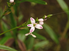 Epidendrum fimbriatum