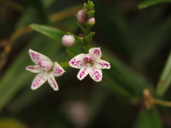 Epidendrum fimbriatum