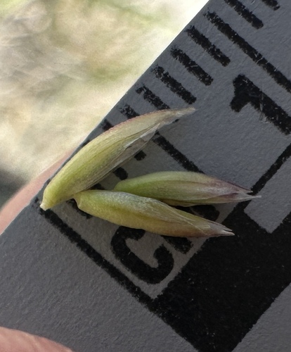 Image of Festuca kingii by (c) Matt Berger, some rights reserved (CC BY)