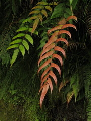 Blechnum cordatum