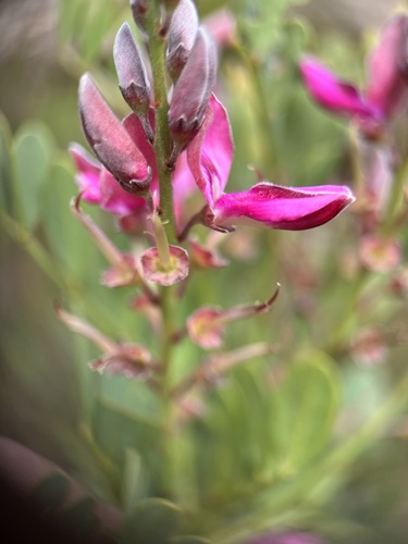 Image of Indigofera frutescens by (c) Charleen Brunke, some rights reserved (CC BY)