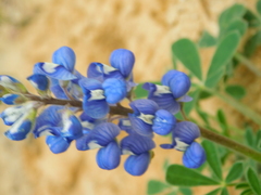 Lupinus subcarnosus