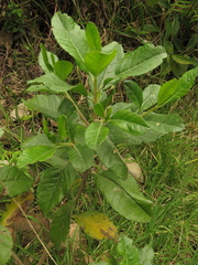 Baccharis brachylaenoides