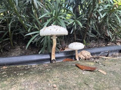 Chlorophyllum molybdites image