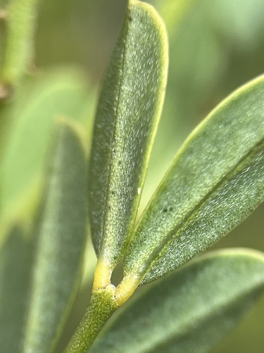 Image of Indigofera frutescens by (c) Charleen Brunke, some rights reserved (CC BY)