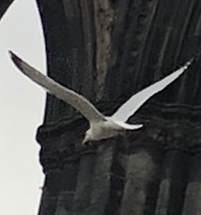 Larus argentatus