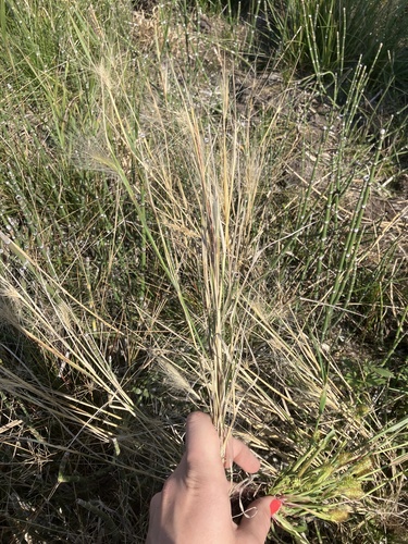 Foxtail Barley