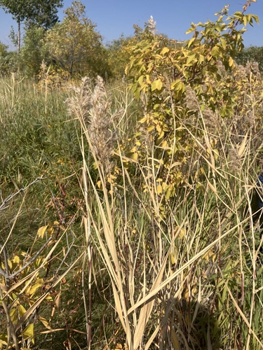 American common reed