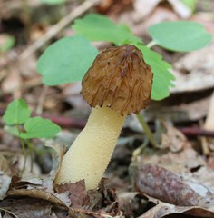 Morchella punctipes