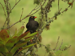Turdus fuscater quindio