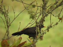 Turdus fuscater quindio