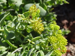 Coulterella capitata