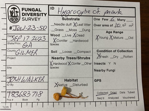Hygrocybe parvula (Photo 4 of 4)