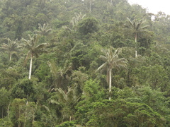 Ceroxylon quindiuense