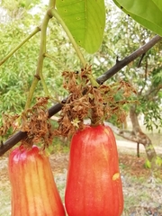 Anacardium
