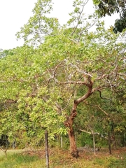 Anacardium