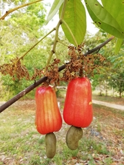 Anacardium