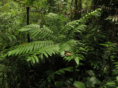 Pteris podophylla