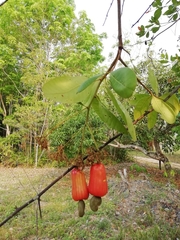 Anacardium