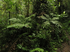 Pteris podophylla
