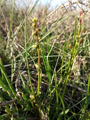 Triglochin barrelieri