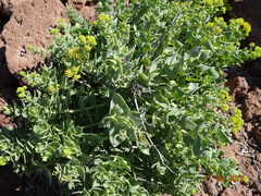 Coulterella capitata