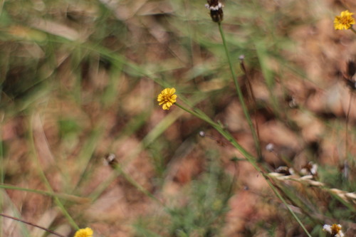 Glossocardia bidens iNat (2)