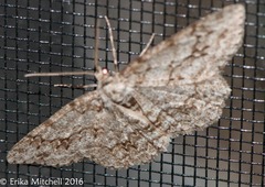 Ectropis crepuscularia