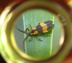 Calopteron reticulatum